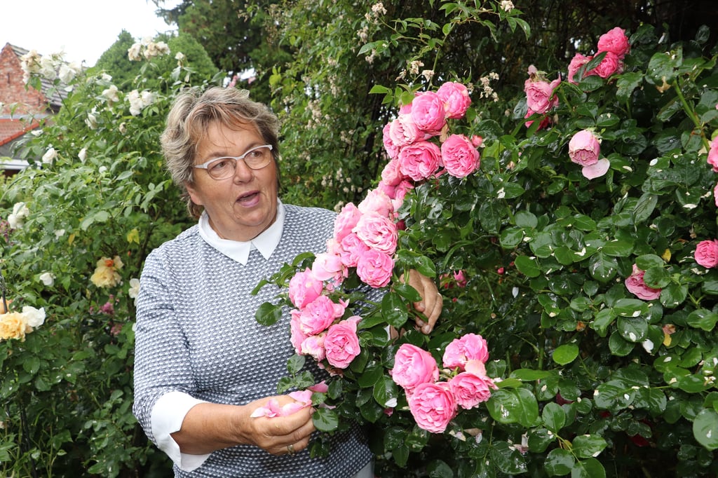 Hobby-Gärtnerin Erika Tusch mit ihrer Lieblingsrose „Leonardo da Vinci“. Foto: Bettina Schütze