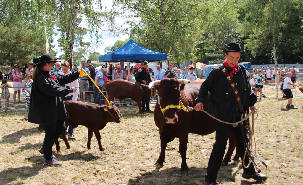 Einer der Höhepunkte des 23. Harzer Landwirtschaftsfestes in Halberstadt war die 5. Bundesschau Rotes Höhenvieh der Bundesarbeitsgemeinschaft Rotes Höhenvieh und der Rinder-Allianz. Am Sonntagvormittag (26. Juni) wurden die Tiere präsentiert, von einer Jury bewertet und anschließend die Preise in den Kategorien Färsen, Jungrinder, Jungbullen, Kühe mit Kälbern und Altrinder vergeben. Allein drei Pokale gingen an den Brockenbauer Thielecke aus Tanne.