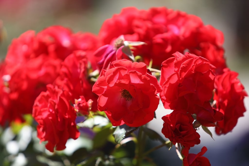 Rosen in voller Pracht