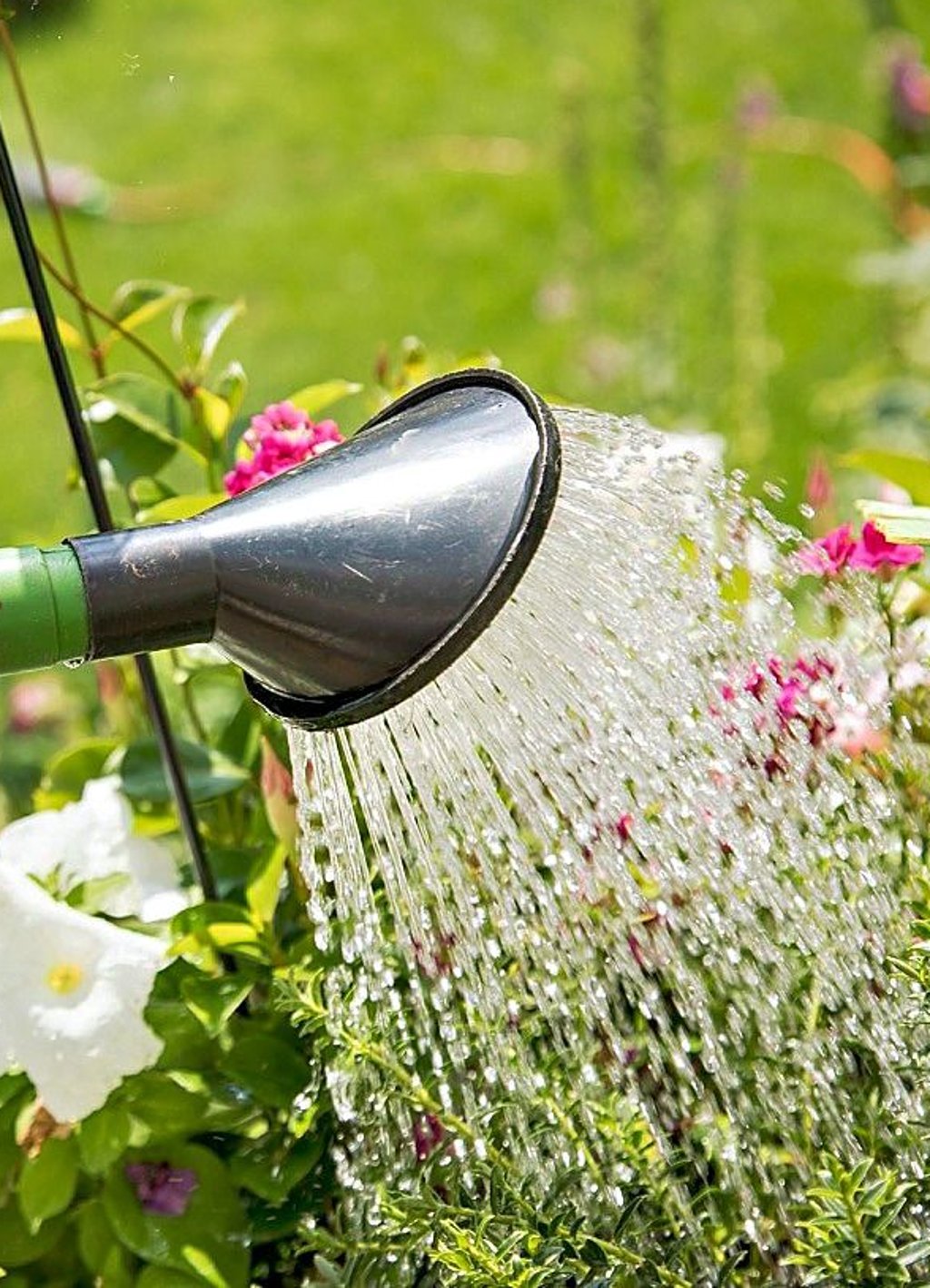Wer seine Gartenpflanzen bewässern möchte, sollte dies in die Abendstunden verlegen.