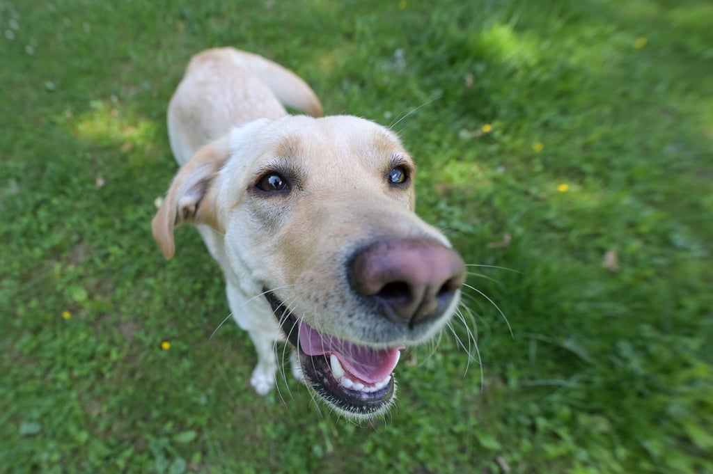 Ein freilaufender Hund biss zu.