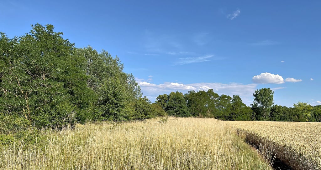 Ein Blick in das Landschaftsschutzgebiet „Bodeniederung" zwischen Hecklingen und Groß Börnecke. Dort will ein Landwirt einen neuen Solarpark errichten und damit Strom erzeugen.