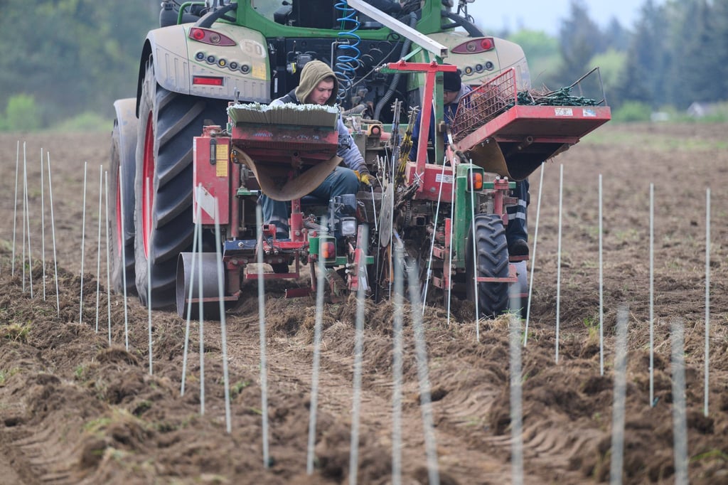 Mit einer Pflanzmaschine werden Pfropfreben zur Neupflanzung von Rebstöcken in die Erde gebracht.
