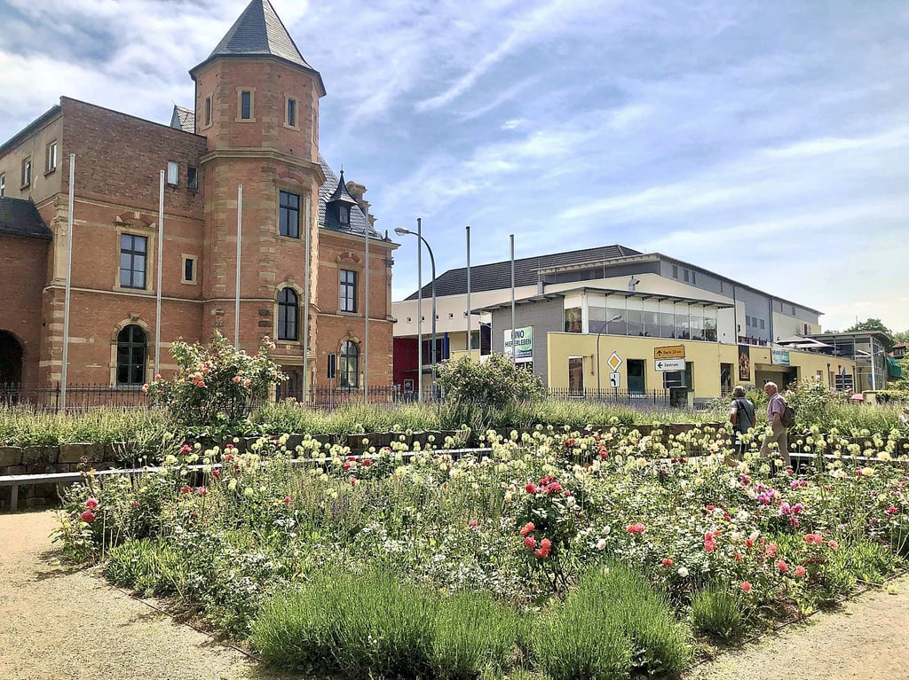 Im Schlosspark Moritzburg Zeitz blühen derzeit die Rosen und die Sommerstauden.