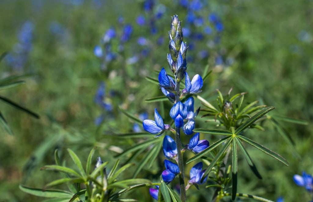 Aus den Samen der Blauen Süßlupine werden heute Nahrungsmittel hergestellt.