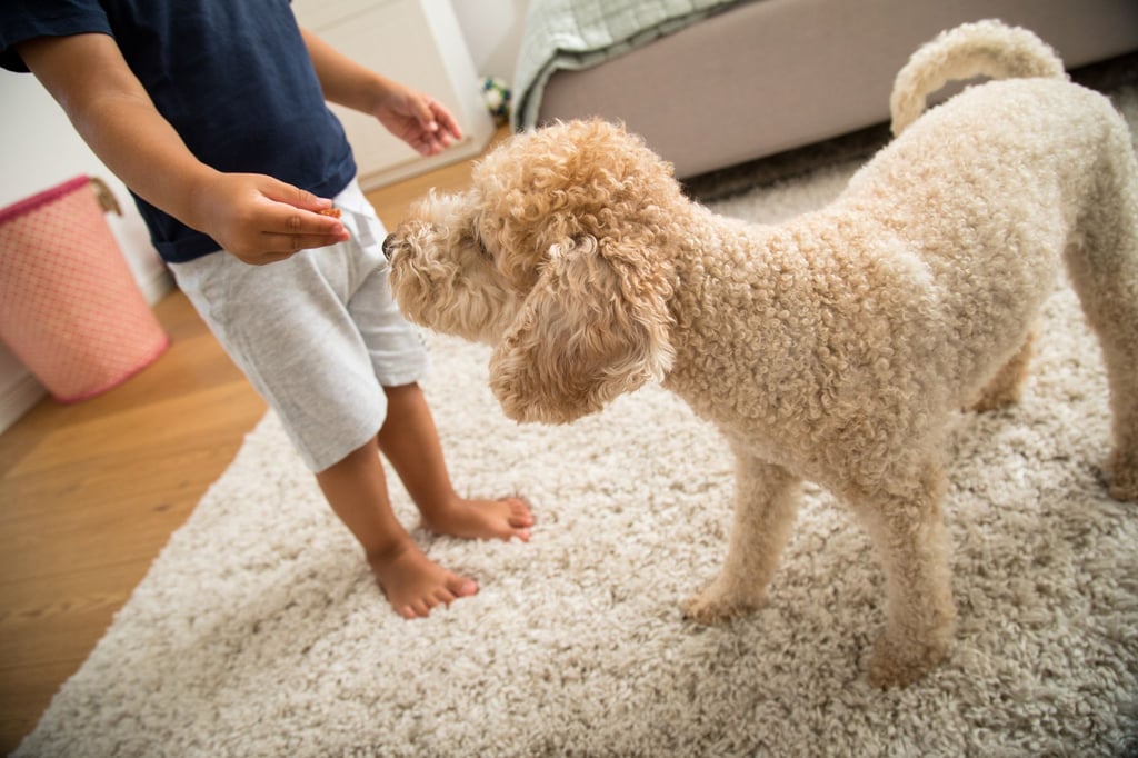 So lieb ein Hund auch sein mag, schnappt er im Affekt zu, kann es für Kinder gefährlich werden.