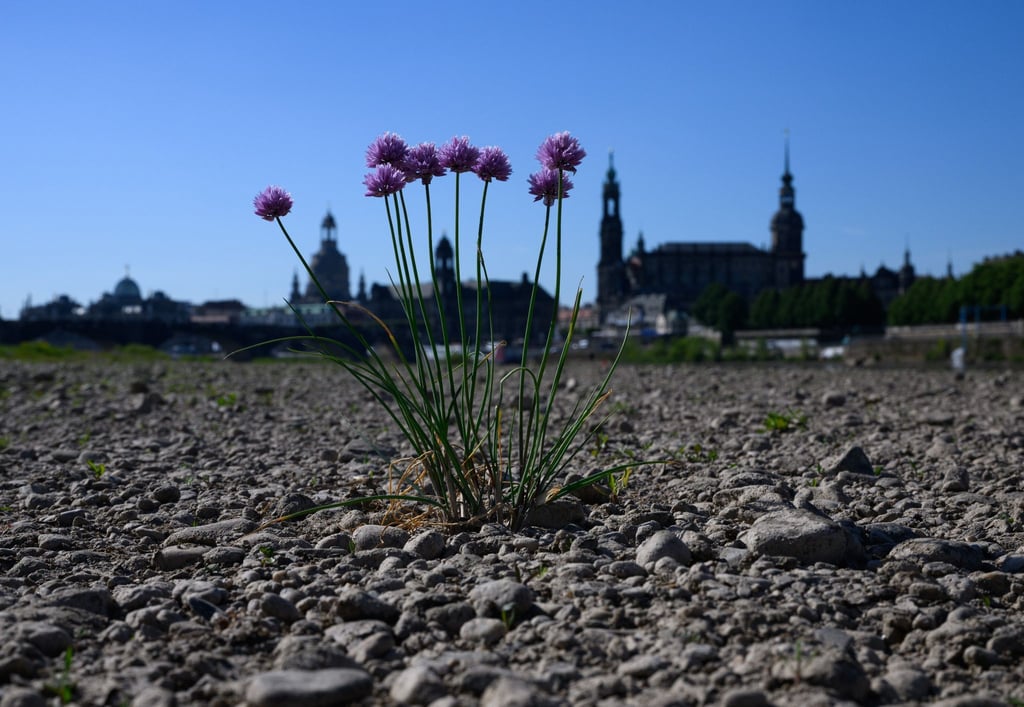 Wilder Schnittlauch wächst inmitten des ausgetrockneten Elbufers vor der historischen Altstadtkulisse Dresdens.