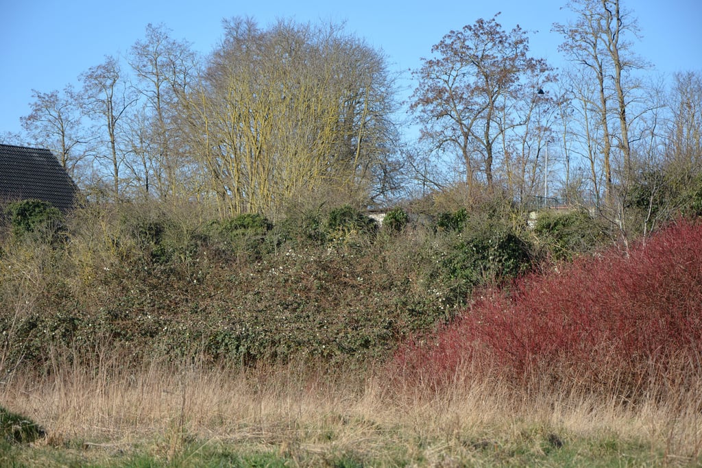 Die ausufernde Hecke auf dem avisierten Bauland an der Osterburger Biese ist nur zum Teil ein Biotop, sagt der Landkreis.