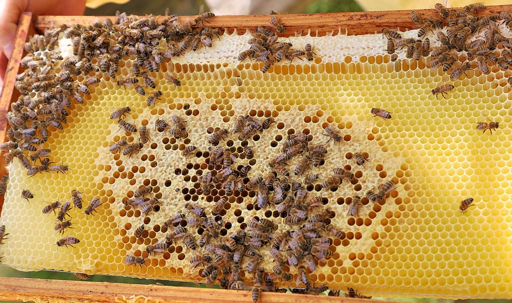 In Tangeln ist jetzt die Amerikanische Faulbrut in einem Bienenstamm ausgebrochen.
