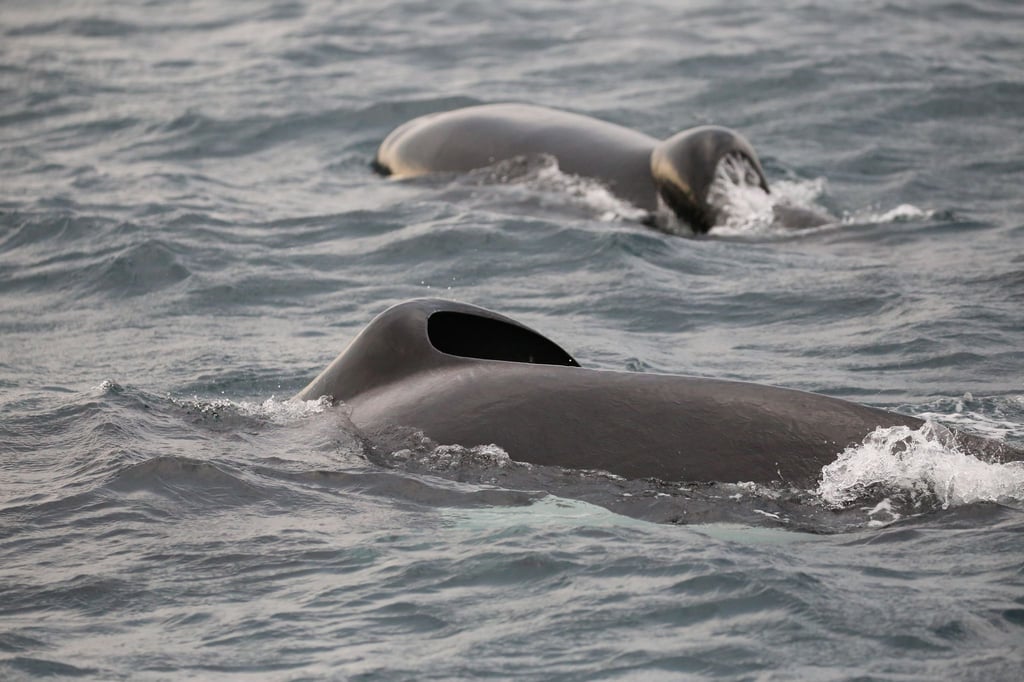 In Südafrika vertreibt und tötet ein Orca-Pärchen Weiße Haie aus ihrem angestammten Lebensraum.