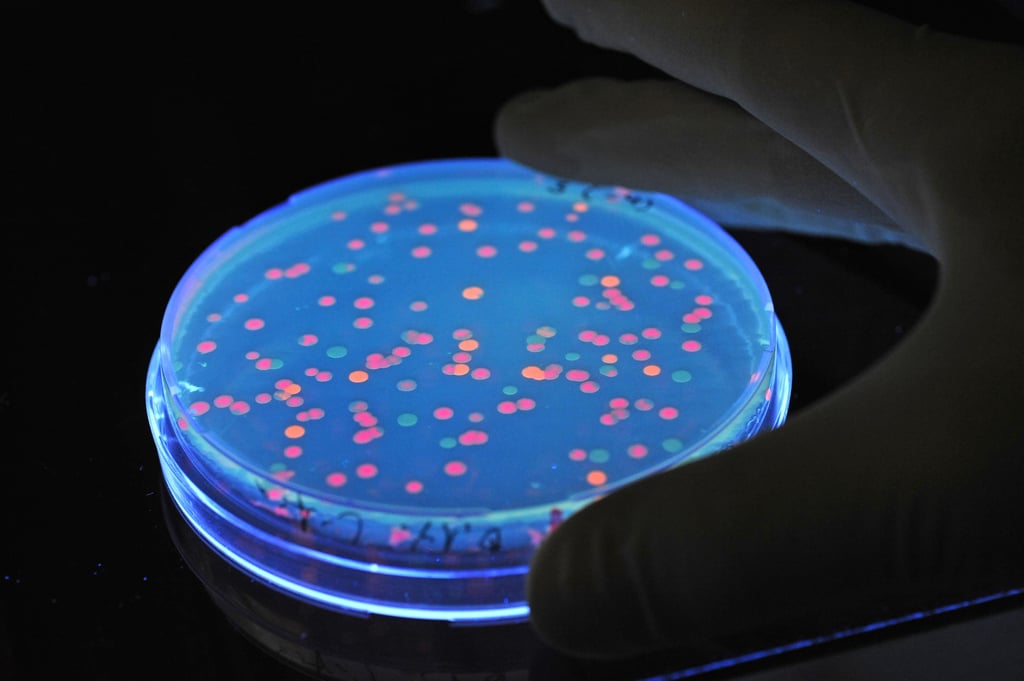 Fluoreszierende Samonellen liegen unter Schwarzlicht in einem Labor des Helmholtz-Zentrums in Braunschweig.
