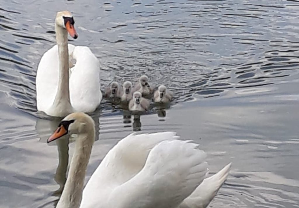 Seit Jahrzehnten ziehen Schwanenpaare ihre Jungen auf dem Schlossteich in Rottleberode auf. In diesem Jahr gab es nach mehrjähriger Pause erstmals wieder kleine Schwäne. Doch seit Pfingsten sind die Tiere spurlos verschwunden.