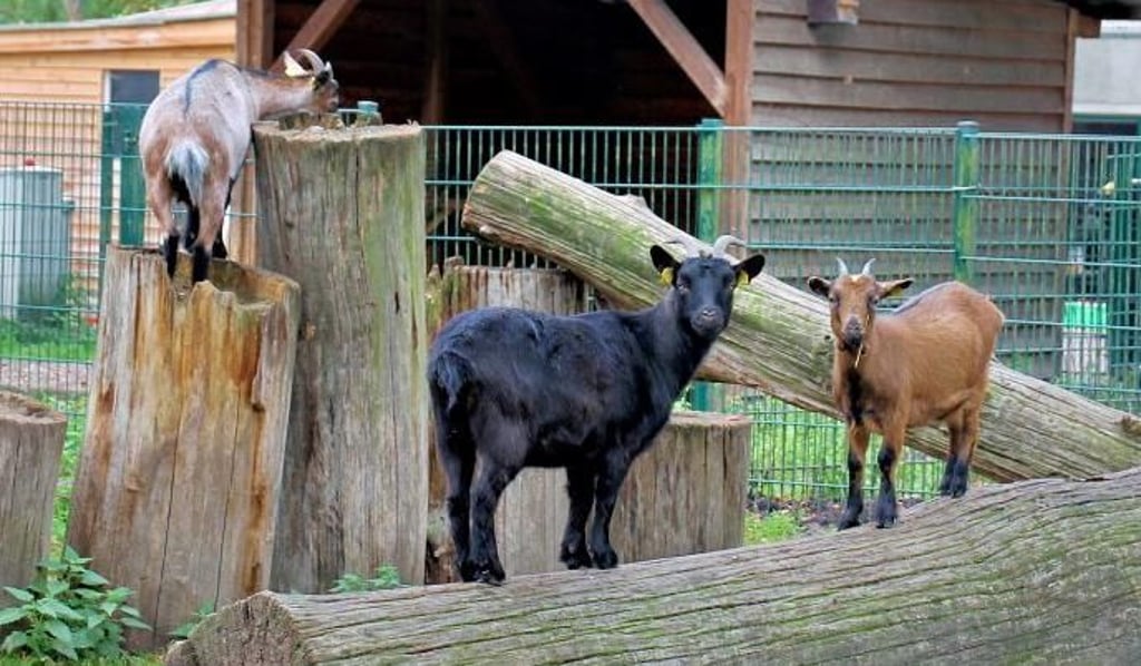 Ziegen im Wildpark Weißewarte.