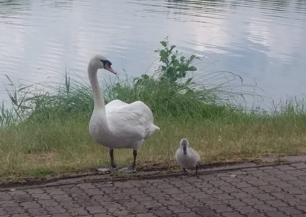 Auch dieser kleine Schwan ist seit Mittwoch nicht mehr gesehen worden.