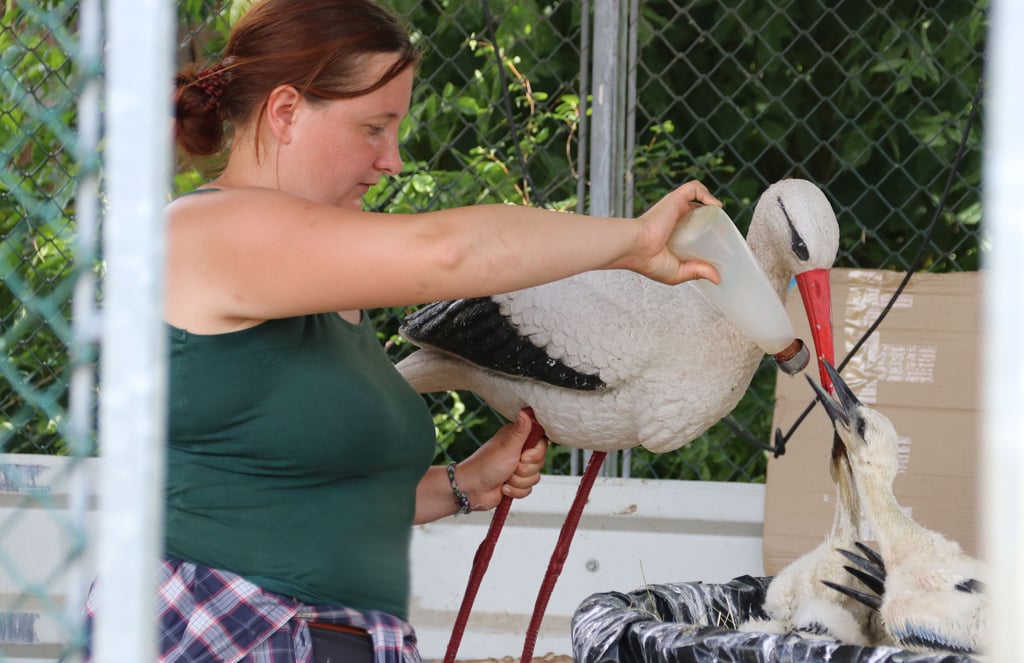 Sophie Humpert füttert mit einer Storchenattrappe verwaiste Jungvögel. Sie sollen bald in Horste eingesetzt werden.