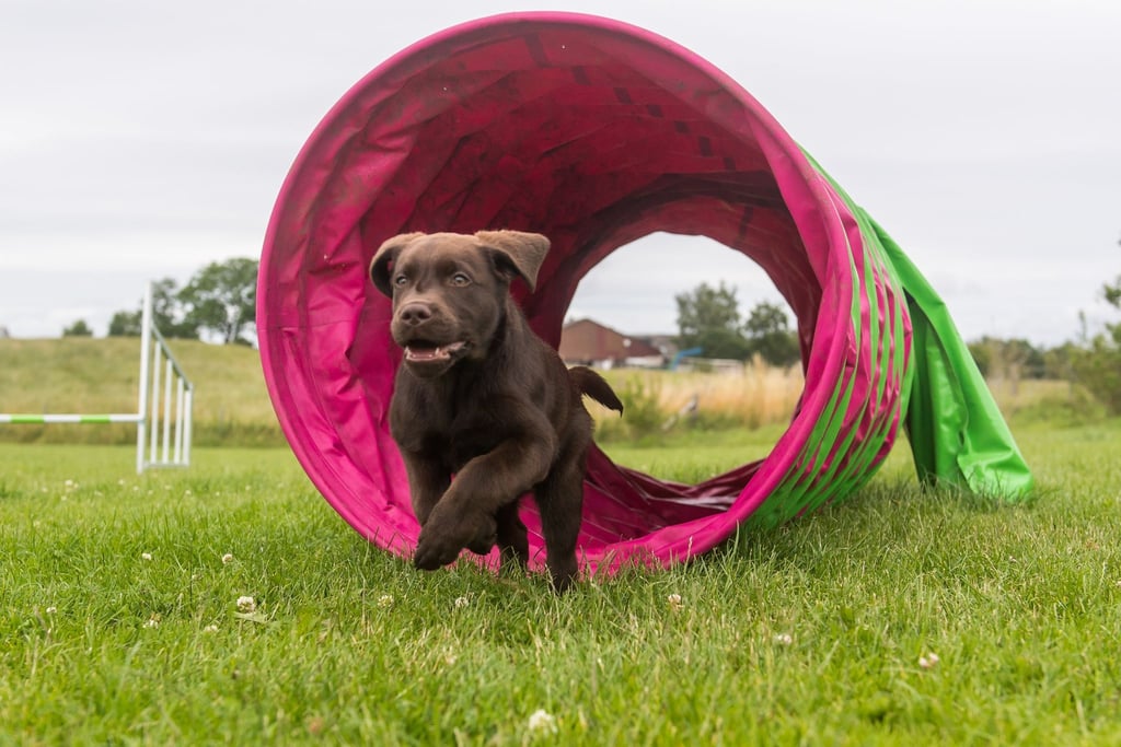 Eine Variante des normalen Agility ist das Hooper Agility. Dabei läuft der Mensch nicht durch den Parcours mit, sondern lotst seinen Hund aus der Distanz zu den verschiedenen Hindernissen, wie Torbögen oder Tunnel.
