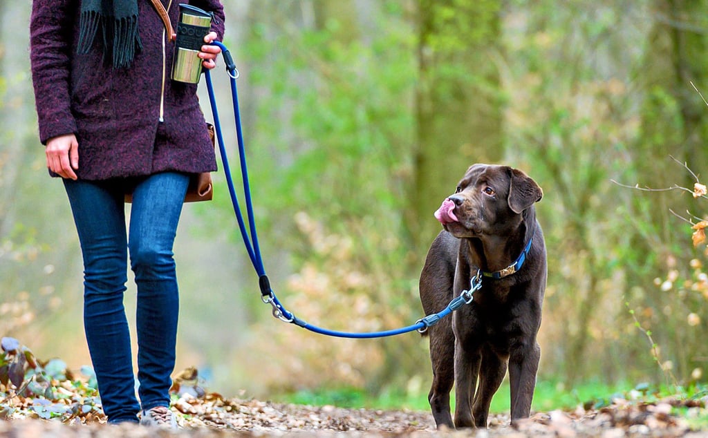 Müssen Hunde in der Stadt Oberharz künftig immer angeleint werden? Einen Vorstoß dazu gab es jüngst im Ordnungsausschuss.