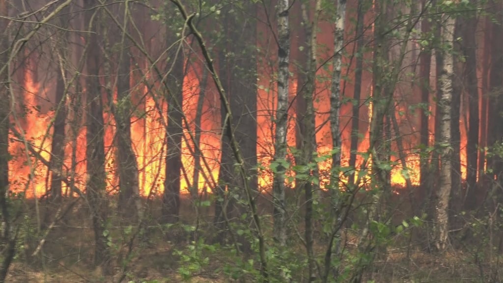 Flammen lodern zwischen Baumstämmen in einem Waldstück: Nach dem Großbrand in der Gohrischheide wird nun wegen des Verdachts der Brandstiftung ermittelt.