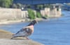 Eine Taube hat auf einer Mauer am Ufer der Elbe in Magdeburg Platz genommen.