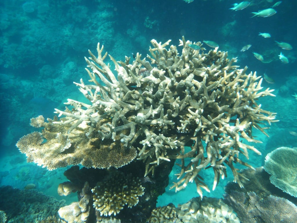 Korallen am Great Barrier Reef, die von der Korallenbleiche betroffen sind.