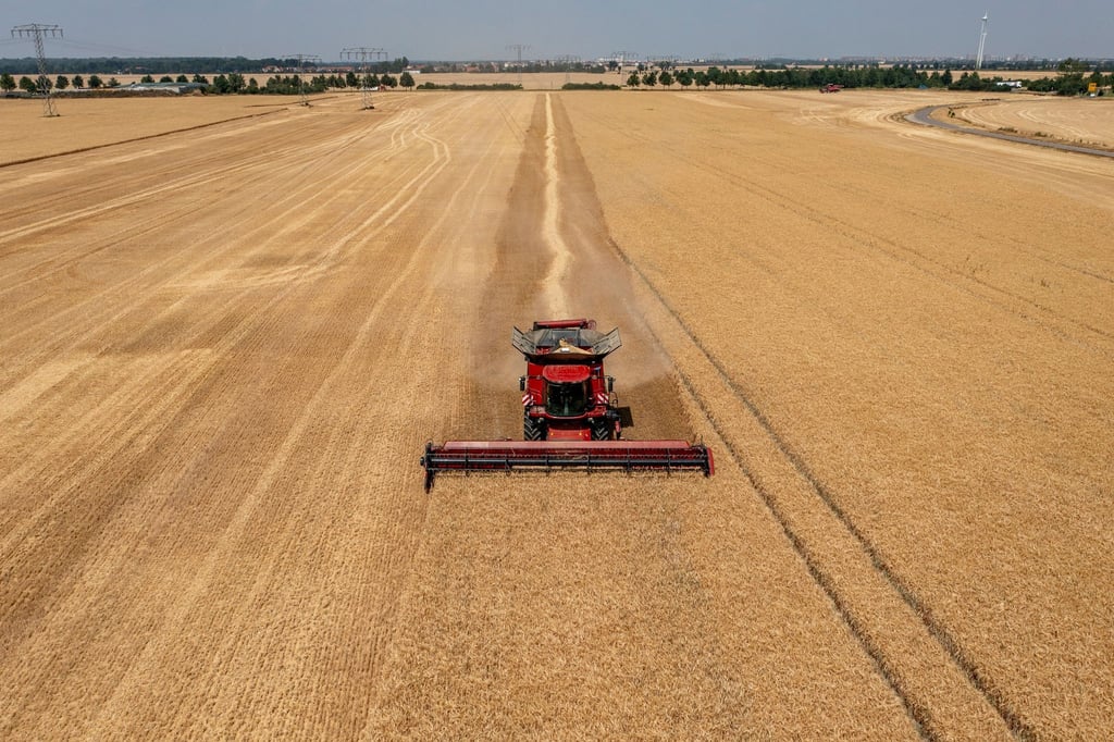 Ein Mähdrescher erntet Gerste auf einem Feld.