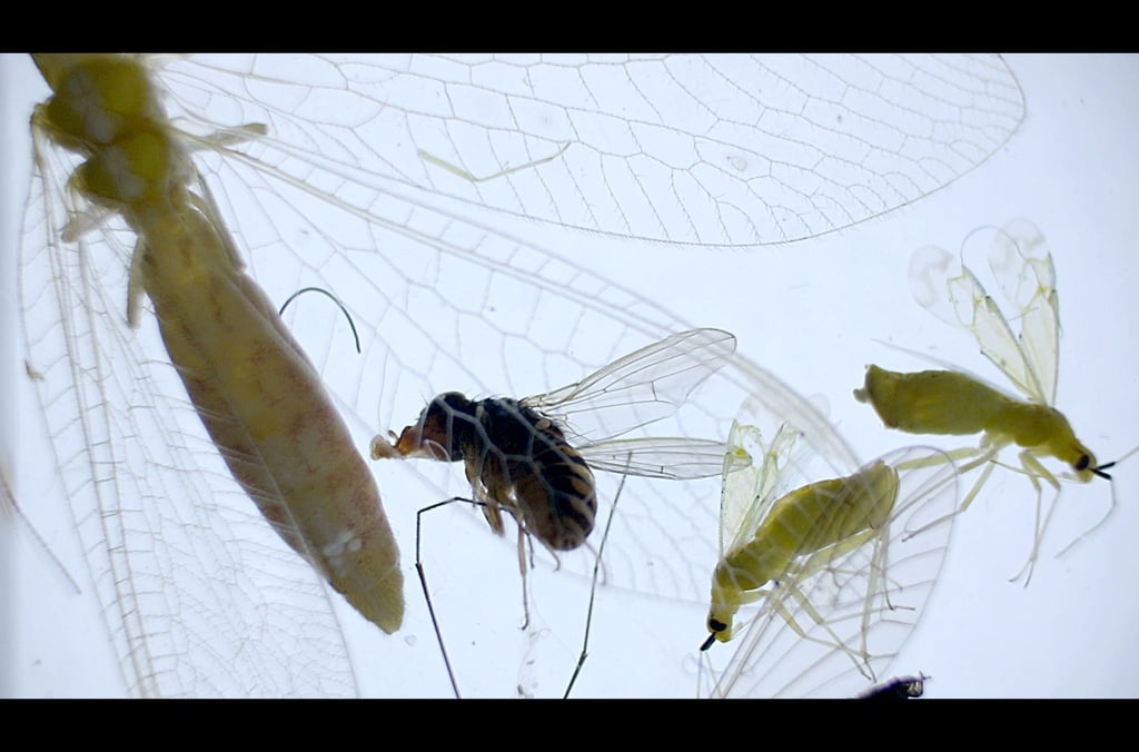 Mikroskopische Aufnahme von Fliegen, die sich in der Luft befinden.