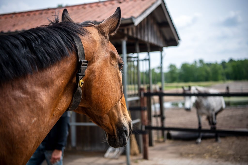 Das Pferd „Senator“ trägt einen Gurt mit einem Sender am Hals, über den die Fütterungsanlagen gesteuert werden. Die Haltung von Pferden hat sich in den vergangenen 20 Jahren deutlich verändert