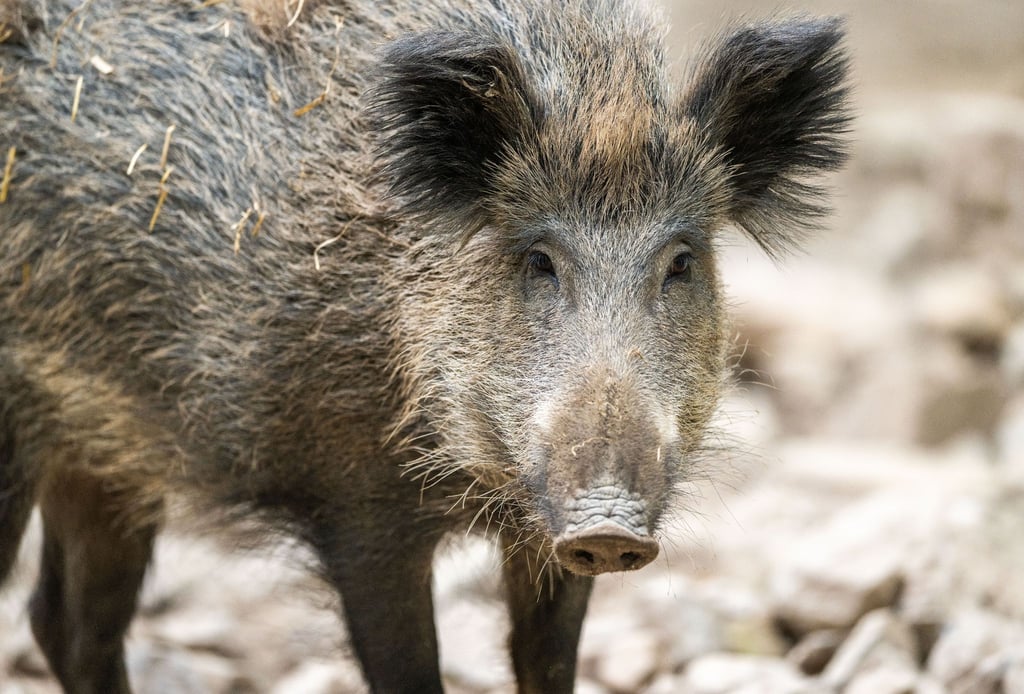 Ein junges Wildschwein steht in einem Gehege.