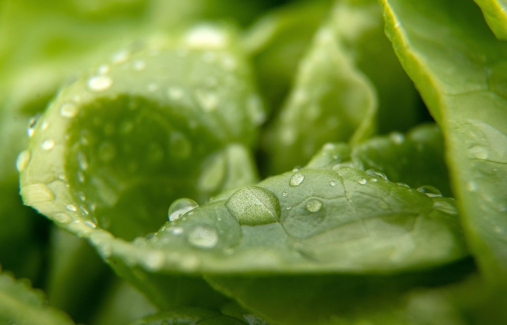 Knackig und frisch - so wünscht man sich seinen Salat. Gut, dass man nachhelfen kann, wenn die Blätter etwas schlapp geworden sind.