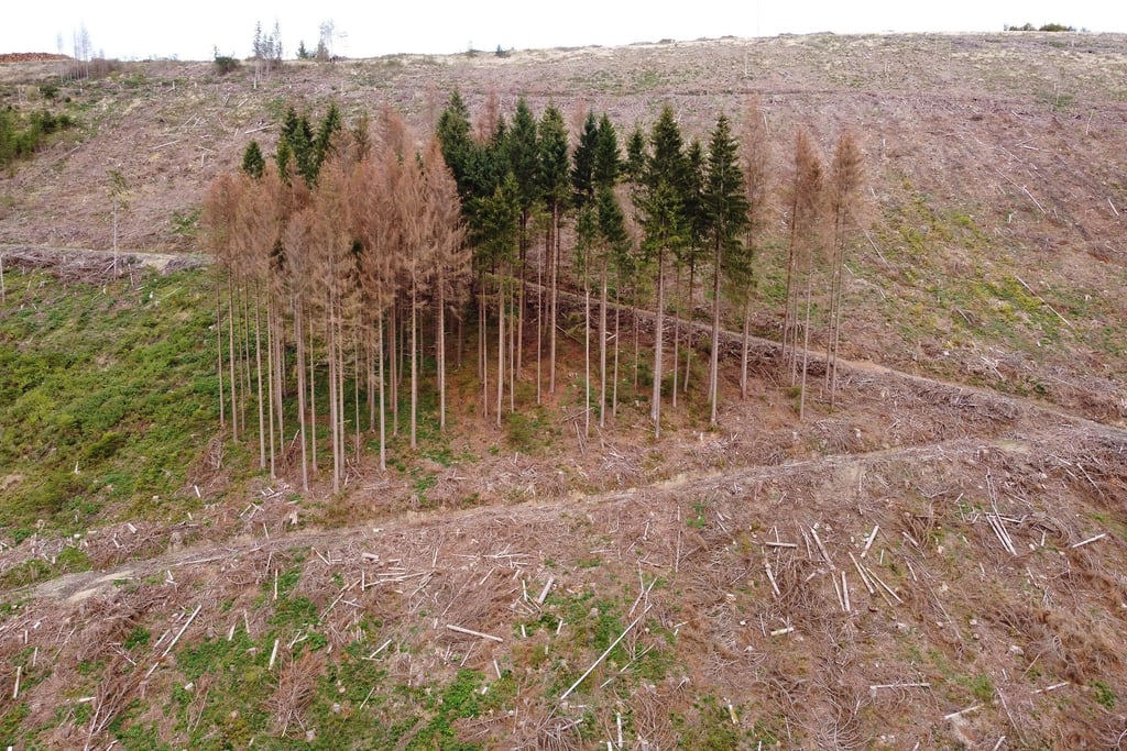 Blick auf Borkenkäfer befallene und abgestorbene Fichten im Kellwassertal im Harz.
