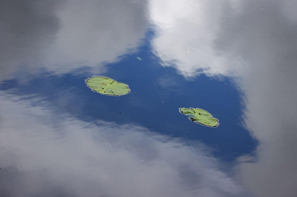 Blätter von Teichrosen treiben auf dem Wasser, in dem sich Wolken und blauer Himmel spiegeln.