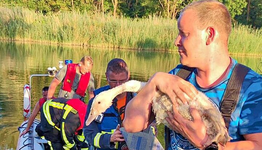 Die Retter der Feuerwehr holen das Tier aus dem Wasser.