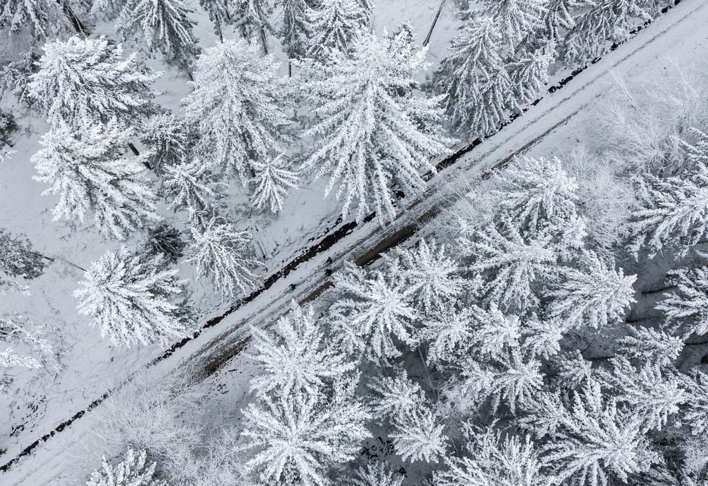 Ein Nadelwald ist mit Schnee bedeckt.