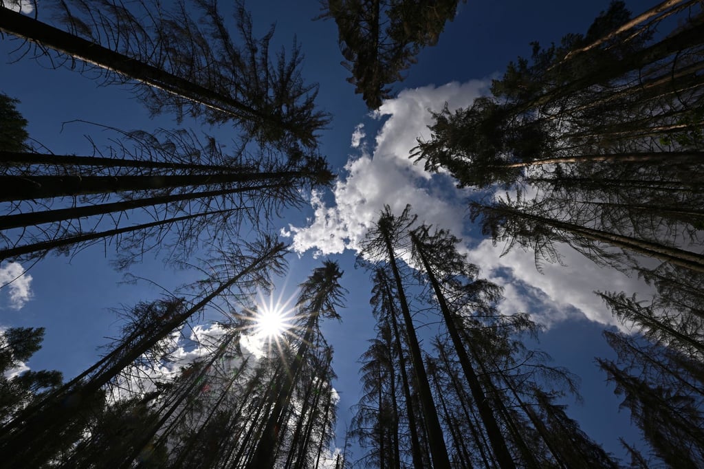 Abgestorbene Bäume stehen auf einer Waldfläche.