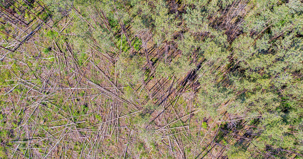 Aus der Luft sieht man deutlich die Schäden durch Dürre und Borkenkäfer in Waldgebieten - hier bei Oranienbaum-Wörlitz im vergangenen Jahr.