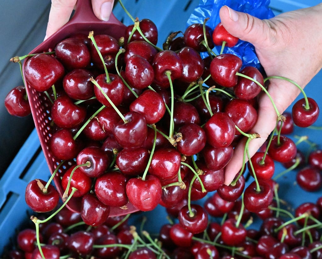 Süßkirschen werden an einem Marktstand angeboten.
