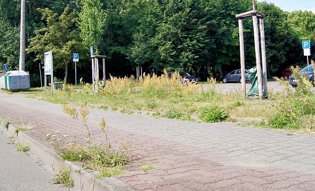So sieht der Grünstreifen und Gehweg am Parkplatz der Stadt aus. Die ist auch für den Randstreifen der Fahrbahn zuständig. Wann das Unkraut beseitigt wird, ist noch nicht klar.