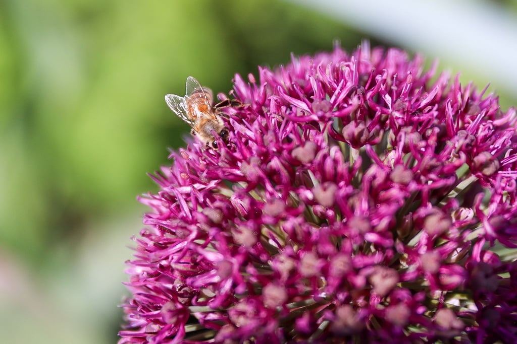 Eine Biene sitzt auf einer Blume.