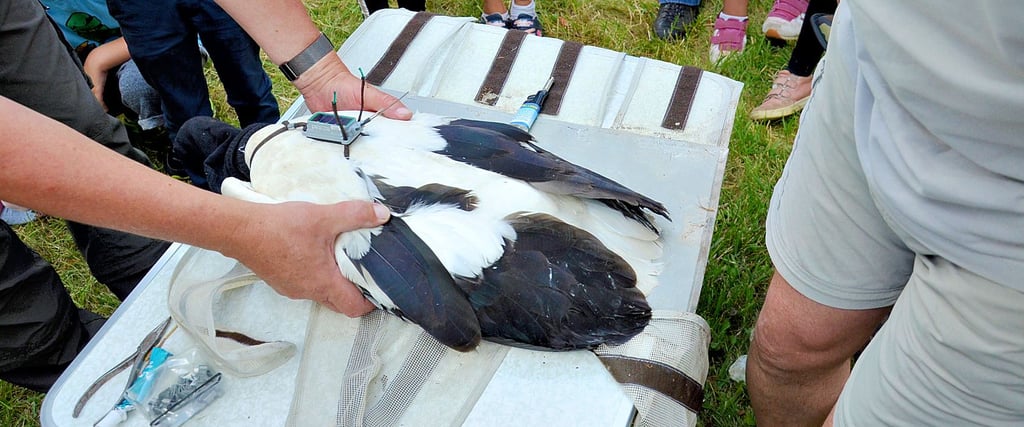 Storchenbeauftragter Thomas Koberstein hält einen Jungstorch, der mit einem Sender versehen wurde. Das Tier trägt das Gerät nun wie einen kleinen Rucksack zwischen den Schulterblättern.