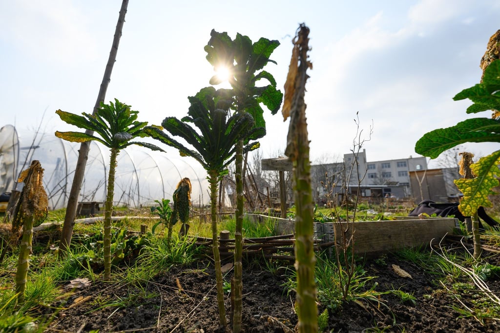 Palmkohl Pflanzen wachsen in einem Dresdener Gemeinschaftsgarten.