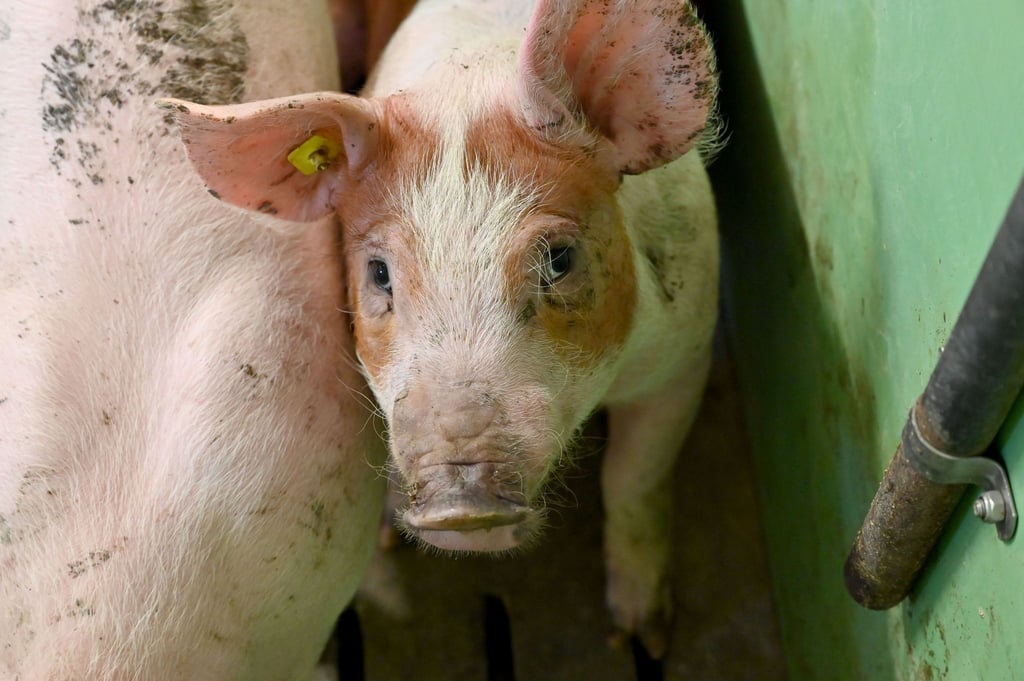 Ein Schwein steht im Stall.