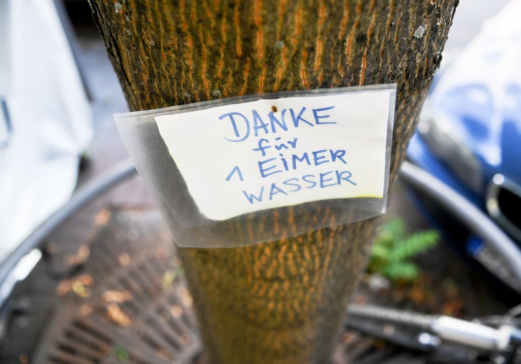 Dankbarer Abnehmer: Gerade jüngere Bäume brauchen in Trockenperioden Gießhilfe.