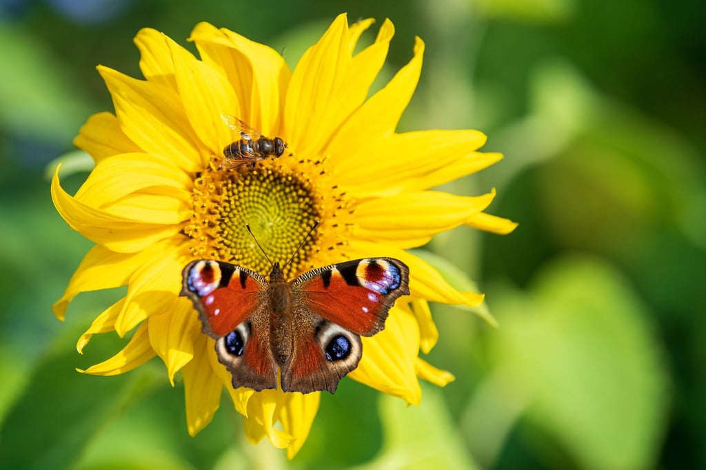 Ein Tagpfauenauge sitzt auf einer Sonnenblume, die auf der Blühfläche wächst.