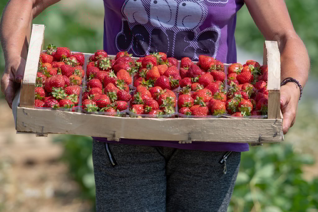 Die Bilanz der diesjährigen Erdbeersaison: Hohe Produktionskosten und wenig Gewinn - was für Konsequenzen ziehen die Landwirte daraus?