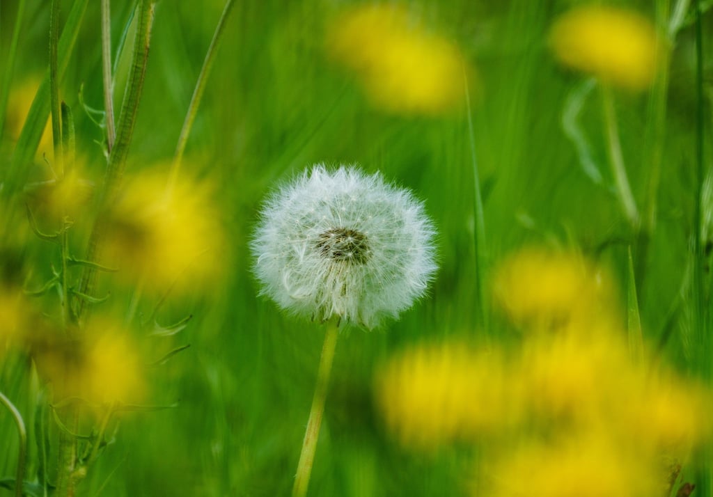 Eine Pusteblume steht auf einer Streuobstwiese.