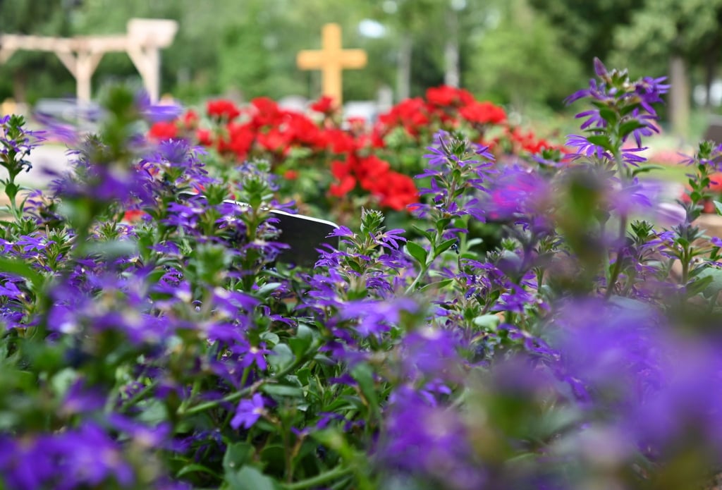 Geranien und Fächerblumen (vorn) blühen auf dem Friedhof im Stadtteil Biebrich auf einem Versuchsfeld mit 72 mit Holz eingefassten kleinen Blumenbeeten.
