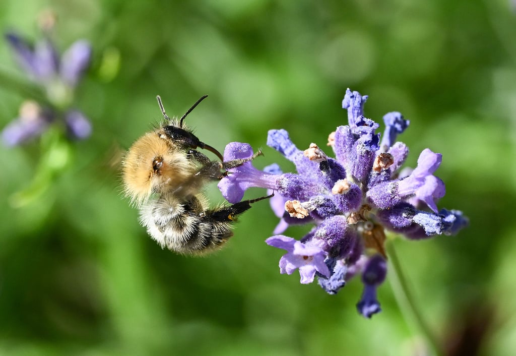 Eine Biene bei der Bestäubung. Sollte die Schnitthöhe von Blumen und Sträucher weiterhin gering gehalten werden, werden solche Bilder in den Städten nicht mehr allzu häufig ersichtlich sein. Das gilt es zu vermeiden.