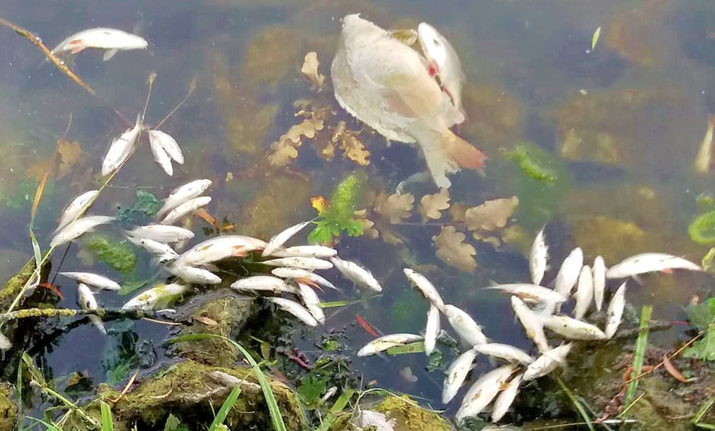 An der Oberfläche treibend, anstatt fidel im Wasser schwimmend: ein trauriger Anblick in Herrengosserstedt.