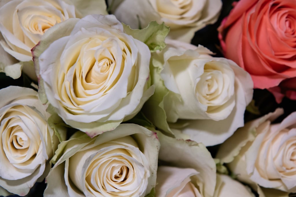 Rosen stehen in einem Blumenladen