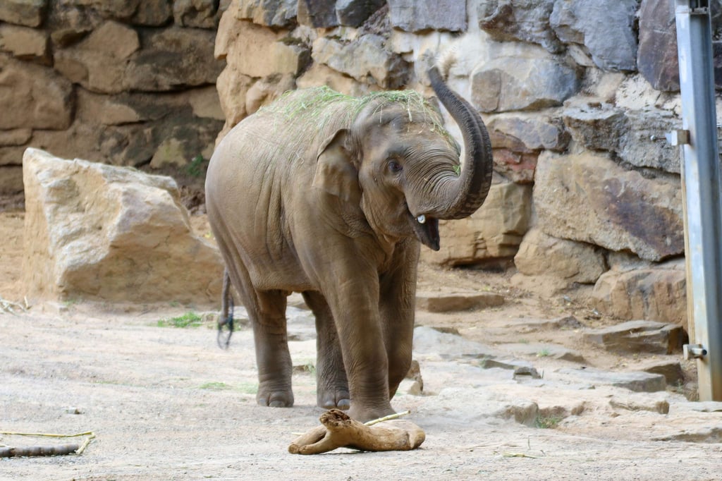 Elefant Minh-Tan befindet sich auf dem Zoogelände in Osnabrück.